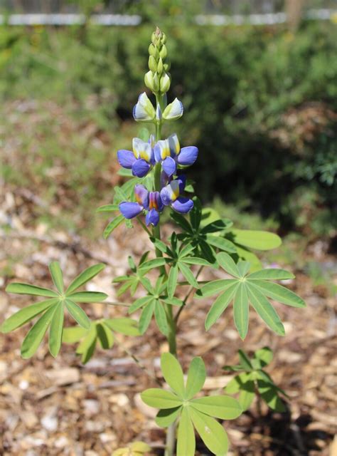 Plantfiles Pictures Lupinus Andean Lupine Blue Javelin Lupinus