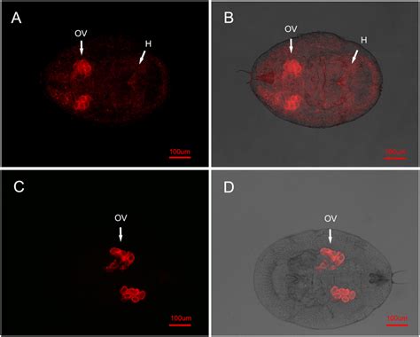 FISH detection of Wolbachia in AsiaII7 whitefly. Wolbachia has two ...