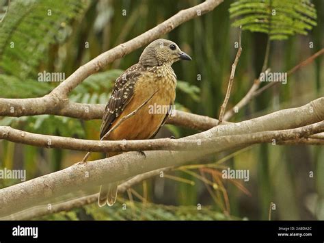 Fawn Breasted Bowerbird Chlamydera Cerviniventris Adult Perched On