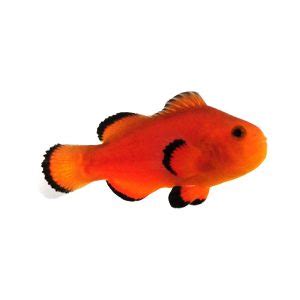 SA Naked Clownfish Sustainable Aquatics