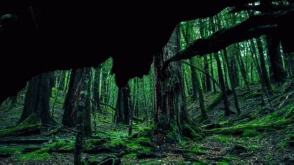 forest gif gifcen