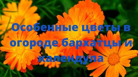 Особенные цветы в огороде: бархатцы, календула - YouTube