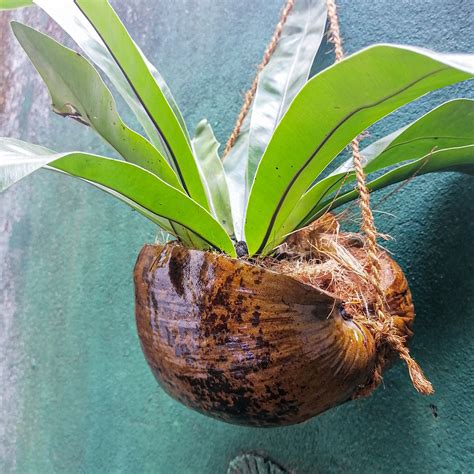 Coconut Husk Gardening Pot Coconut Husk Orchid Basket Coco Etsy