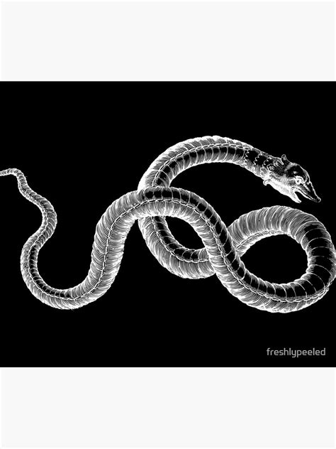 Giant Snake Drawing Black Antique Fine Art Illustration Poster For