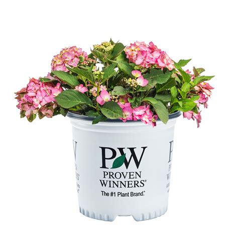 Buy Let’s Dance® Can Do!® Hydrangea for Sale | Perfect Plants