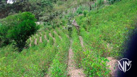 Hallan Siembra De Mil Plantas De Coca En El Estado Zulia