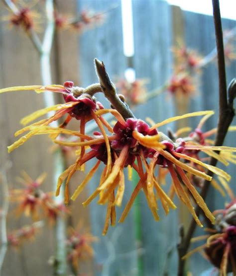 Which Hazel is Right for You? | Lemon Salt