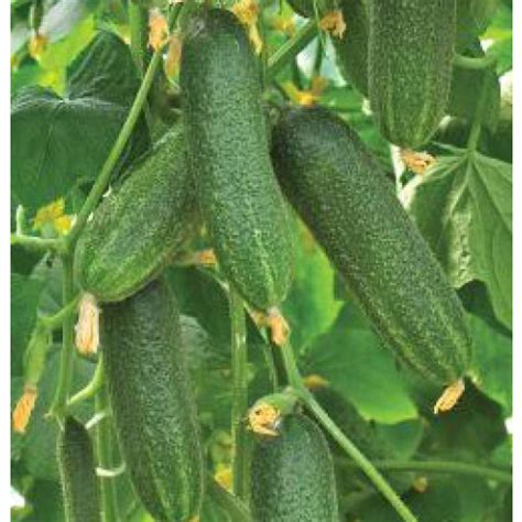Огурец Коринна: описание и характеристики сорта, правила посадки и ...