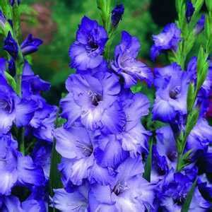 Buy Cheap Gladioli Bulbs Online Gladioli Bulbs For Sale Summer