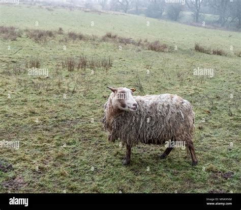 A Very Wet And Bedraggled Sheep Standing On A Hillside Field In Rain