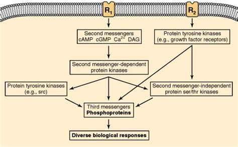 Protein Phosphorylation Is Of Fundamental Importance In Biological