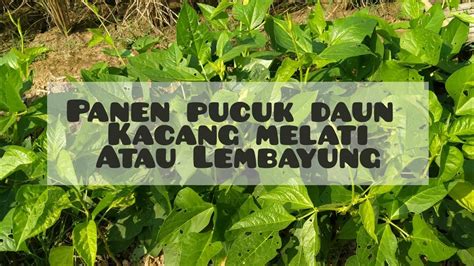 Panen Pucuk Daun Kacang Melati Atau Lembayung Panensayur Panen