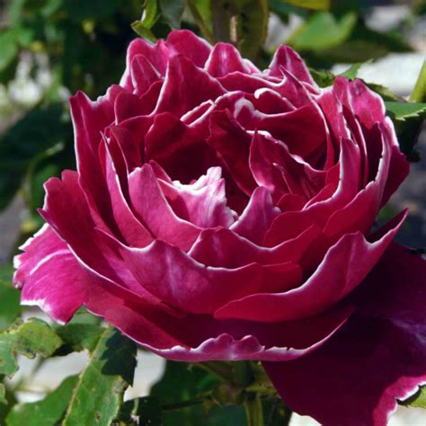 Барон Жиро дэ Лен