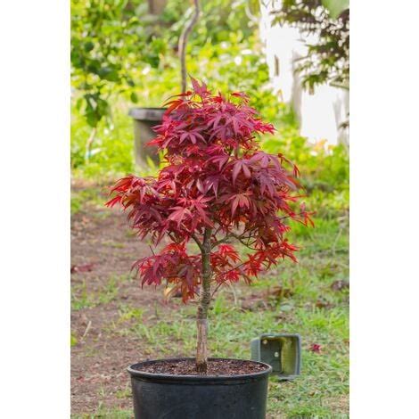 Acero Rosso Giapponese Acer Palmatum Shaina Pianta In Vaso Cm