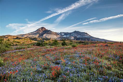 Wildflowers At Mt St Helens Photograph By Michael Holly Pixels