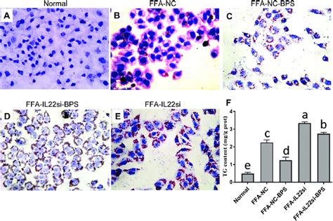 Bp Reduced Lipid Deposition Via Il In L Cells A Oil Red O