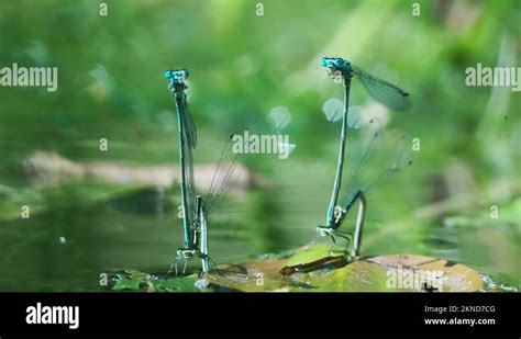 Two Pairs Of Blue Dragonflies Mating On Flat Leaf In Shallow Water