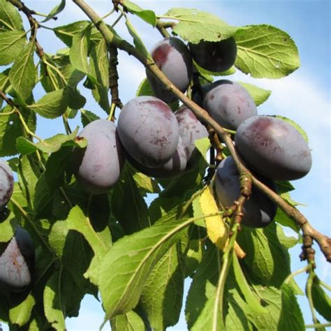 Prunier Quetsche D Alsace Taille En Quenouille En Pot Pot De