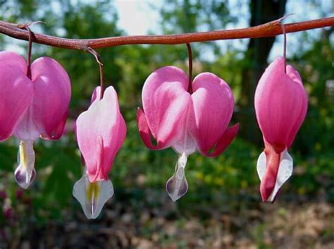 Дицентра - фото, посадка и уход, пересадка, выращивание из семян ...