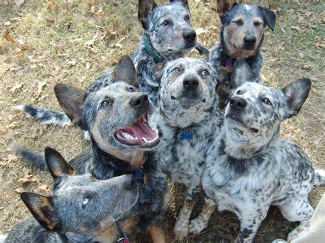 Blue heeler dogs for sale are in high demand across the country 24
