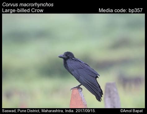 Corvus Macrorhynchos Wagler 1827 Large Billed Crow Birds