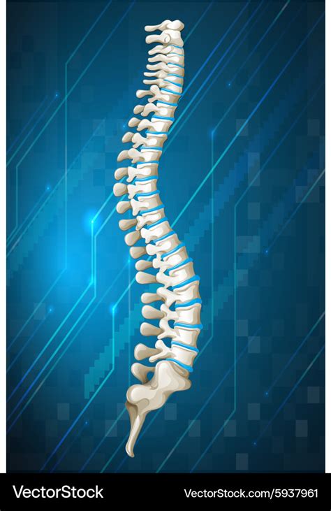 human spine anatomy diagram royalty  vector image