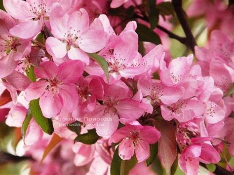 Яблоня райская декоративная Маковецки/Makowieckiana фото цена описание ...