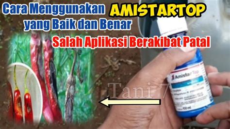 Cara Menggunakan Amistartop Yang Baik Dan Benar Untuk Mengatasi Patek Pada Tanaman Cabai Tani