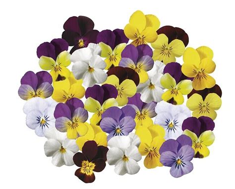 Viola Cornuta Endurio® Complete Mix Schetelig