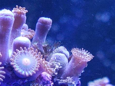 Hydroids Reef2reef