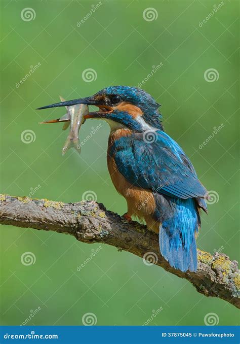 Tail End stock image. Image of bird, wildlife, fish, tail - 37875045