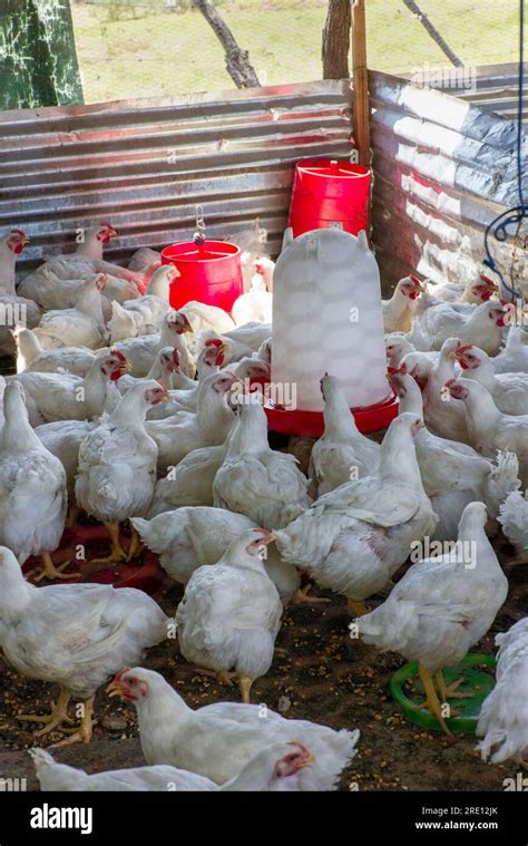 Small Chicken Production In An African Village Entrepreneurship In The
