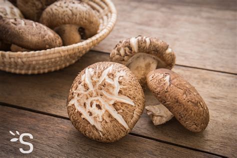Champignon Shiitaké - Plantes et Actifs Naturels | Santéonaturel.com