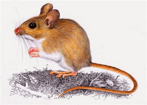 Jiří Novák - výtvarník, animátor: Myšice a plch