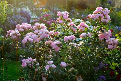 Купити Hans Gonewein Rose (Ха́нс Гьо́невайн Ро́зе) в інтернет-магазині ...