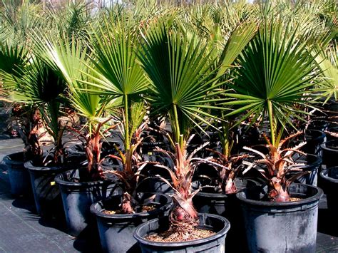 Домашние пальмы - как вырастить пальмы в квартире? :: myPlants