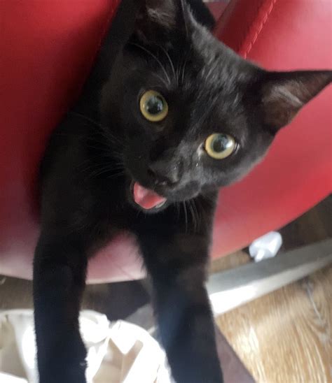 On Twitter Good Afternoon From My Scary Ass Cat