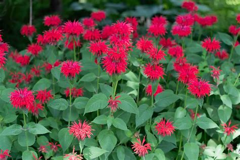 How To Grow And Care For Bee Balm Plantglossary
