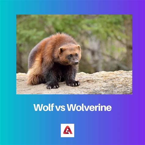 Wolf vs Wolverine: Difference and Comparison