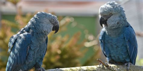 The Blue Macaw Parrot Which Appeared In Movie 'Rio' Is Now Extinct - Small Joys