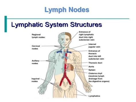 Lymphatic System Organs