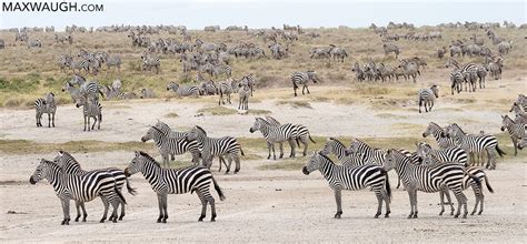 Zebra Foal Escapes Lions Max Waugh