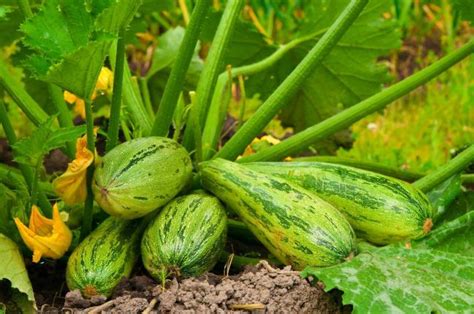 Les Meilleures Vari T S De Courgettes Bio Pour Le Potager