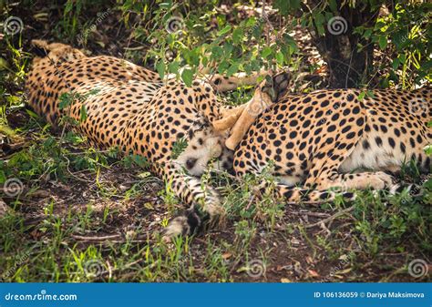 As Chitas Africanas No Masai Mara Estacionam Em Kenya Imagem De Stock Imagem De Vermelho