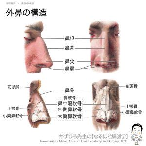 外鼻の構造 | 黒澤一弘 解剖生理学国試対策講座