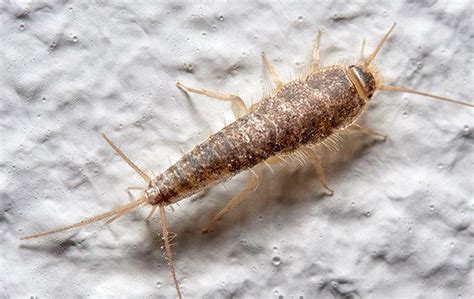 How To Prevent A Silverfish Infestation From Happening CleanStart