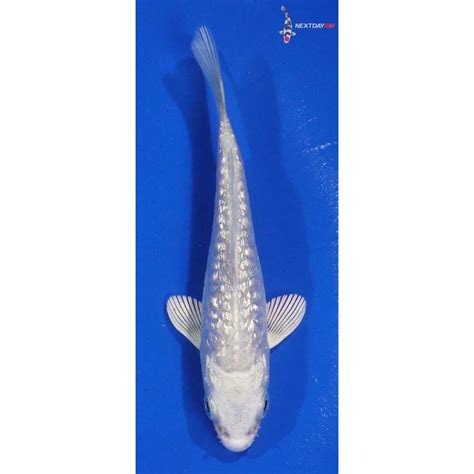 4 Imported Gin Rin Armor Scaled Platinum Ogon Koi Fish For Sale