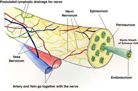 Figure 1 From Ultrasound Guided Nerve Hydrodissection For Pain Management An Updated Review Of