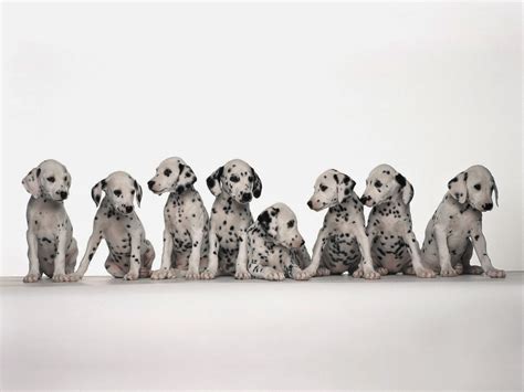 dalmatian luv  dogs