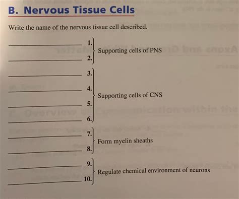 Solved B. Nervous Tissue Cells Write the name of the nervous | Chegg.com